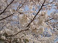 醍醐寺の写真