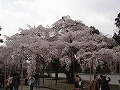 醍醐寺の写真