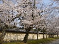 醍醐寺の写真