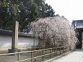 醍醐寺の写真