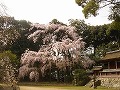 醍醐寺の写真