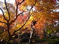 圓光寺の写真