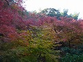 圓光寺の写真