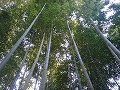 圓光寺の写真