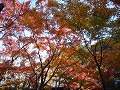 圓光寺の写真