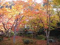 圓光寺の写真