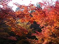 圓光寺の写真