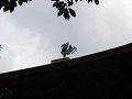 銀閣寺の写真