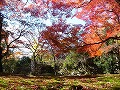 神護寺の写真