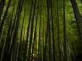高台寺の写真