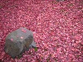 金福寺の写真