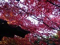 金福寺の写真