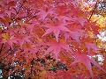 金福寺の写真
