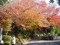 曼殊院の写真