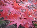 大原野神社の写真
