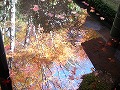 西明寺の写真