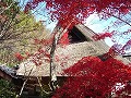 勝持寺（花の寺）の写真