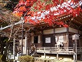 勝持寺（花の寺）の写真
