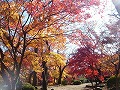 勝持寺（花の寺）の写真