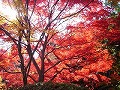 勝持寺（花の寺）の写真