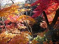 勝持寺（花の寺）の写真