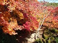 勝持寺（花の寺）の写真