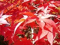 勝持寺（花の寺）の写真