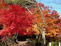勝持寺（花の寺）の写真