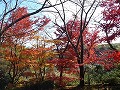 勝持寺（花の寺）の写真