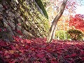 勝持寺（花の寺）の写真