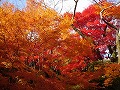 勝持寺（花の寺）の写真