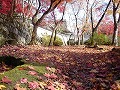 勝持寺（花の寺）の写真