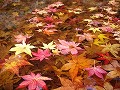 勝持寺（花の寺）の写真
