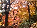 勝持寺（花の寺）の写真