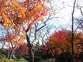 勝持寺（花の寺）の写真