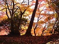 勝持寺（花の寺）の写真