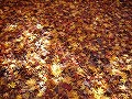 勝持寺（花の寺）の写真
