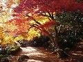 勝持寺（花の寺）の写真