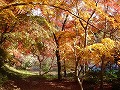 勝持寺（花の寺）の写真
