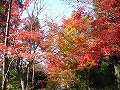 鷲森神社の写真