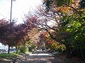 鷲森神社の写真