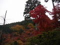 善峯寺の写真