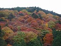 善峯寺の写真